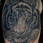 Tiger portrait Tiger portrait